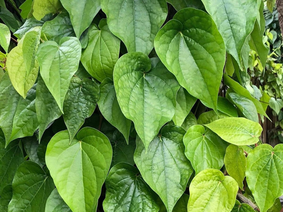 Oral Hygiene Improvement