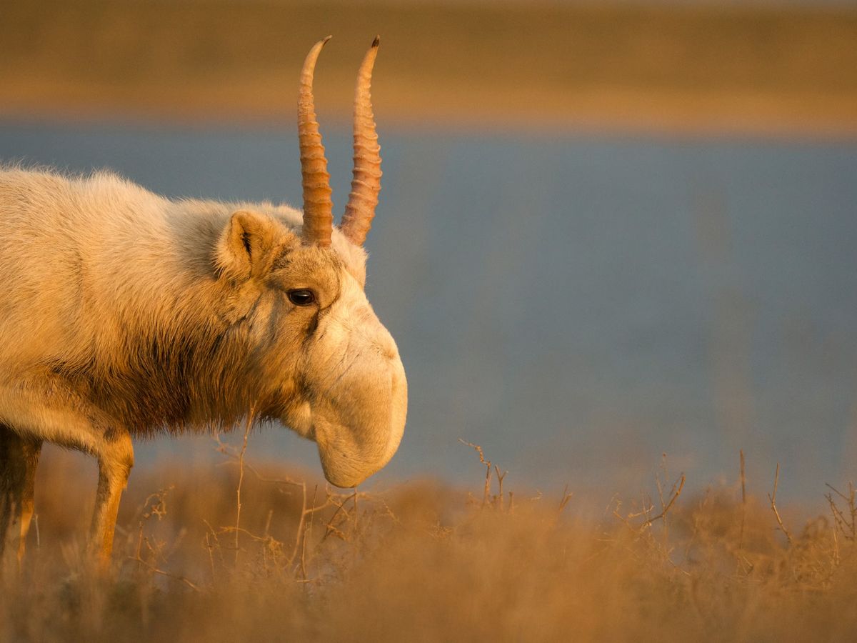 Saiga Antelope