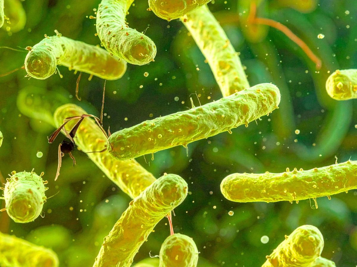 India at Epicentre of Superbug Crisis as 83% Patients Carry Drug-Resistant Microbes