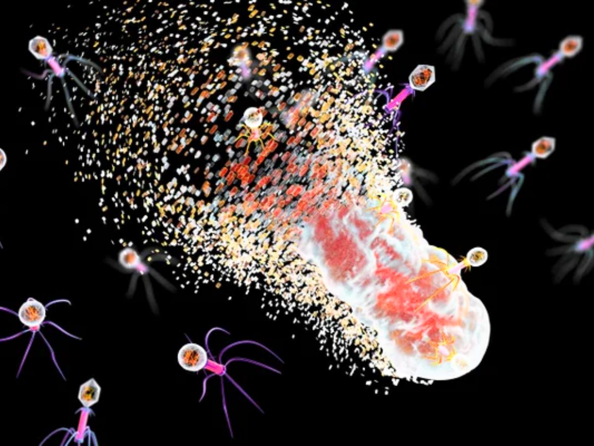 What Are Superbugs? Understanding the Bacteria That Defy Antibiotics