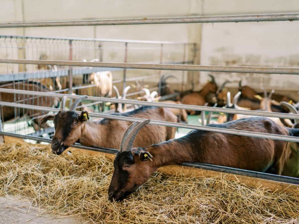 What Is Goat Farming? Everything You Need to Know About This Growing Business