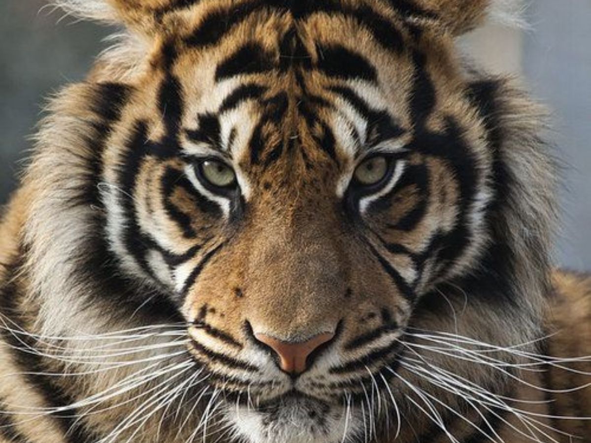 Ranthambore National Park (Rajasthan)