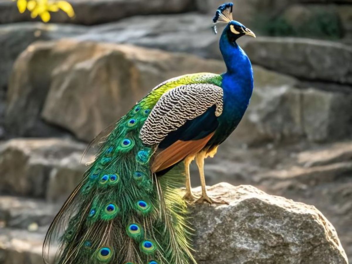 Periyar Wildlife Sanctuary (Kerala)