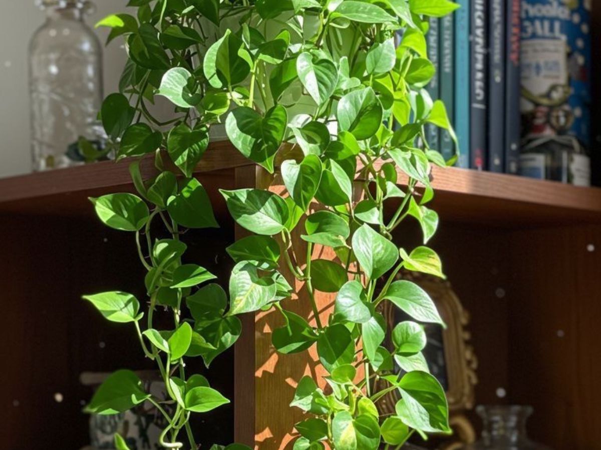 Reduce Watering Frequency