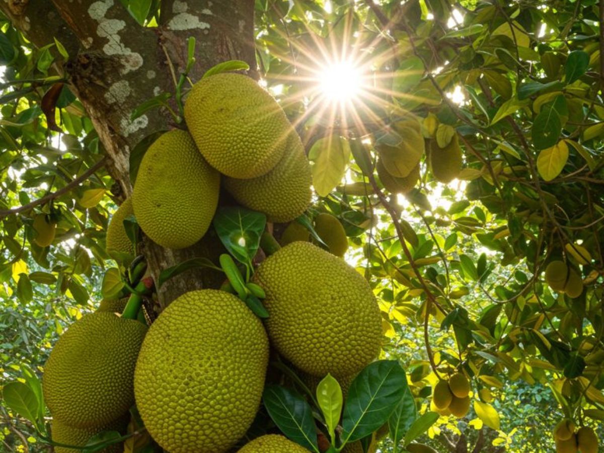 Supports Strong Immunity