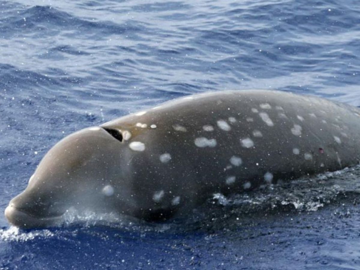 Cuvier’s Beaked Whale