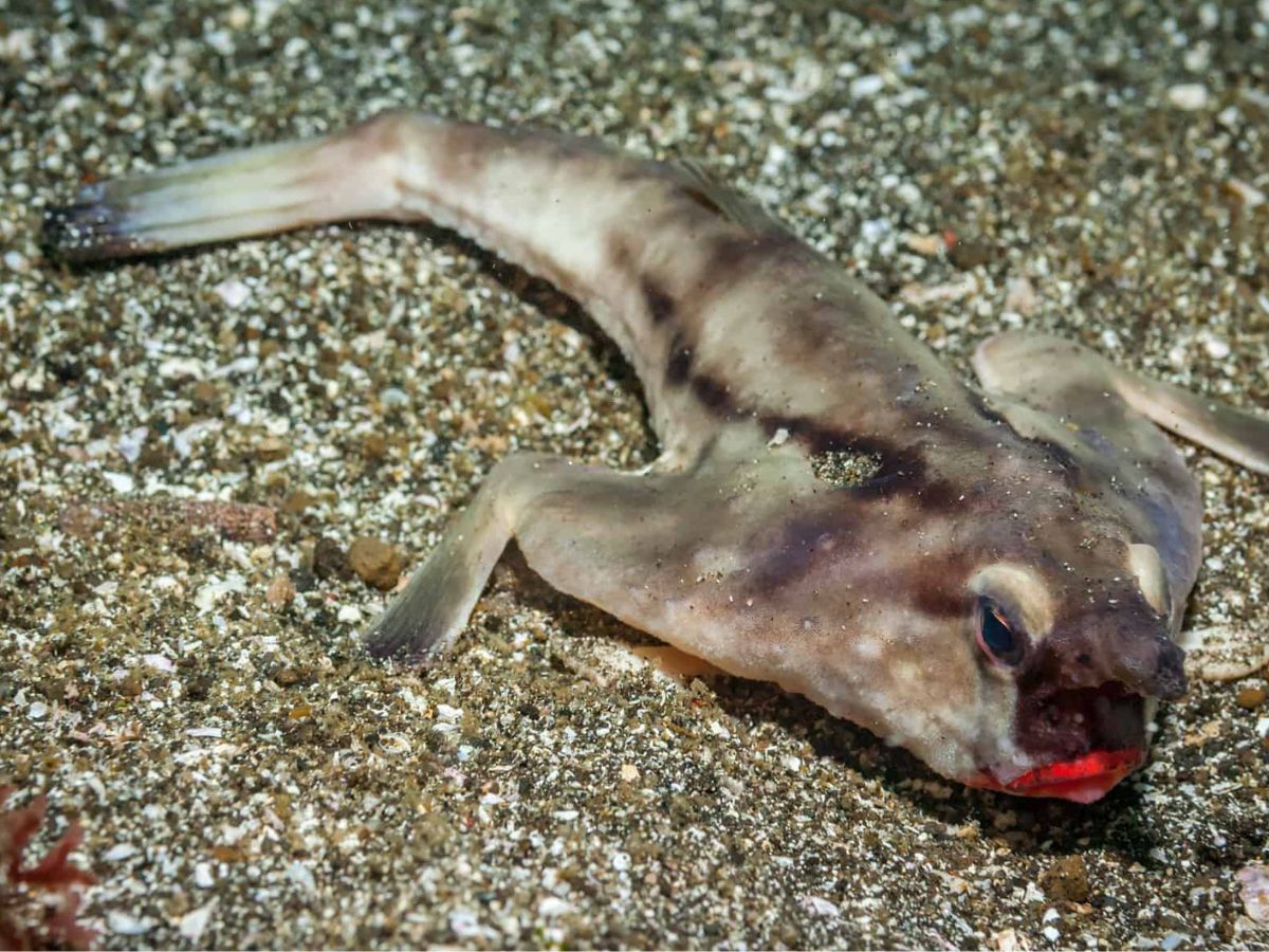 Eel (Some species like the European Eel)