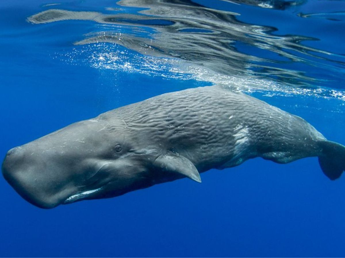 Sperm Whale