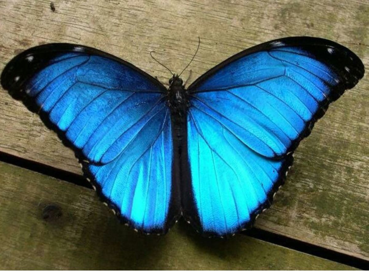 Blue Morpho Butterfly