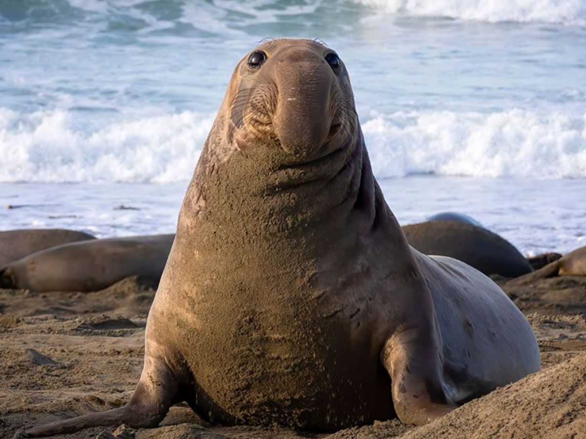 Elephant Seal