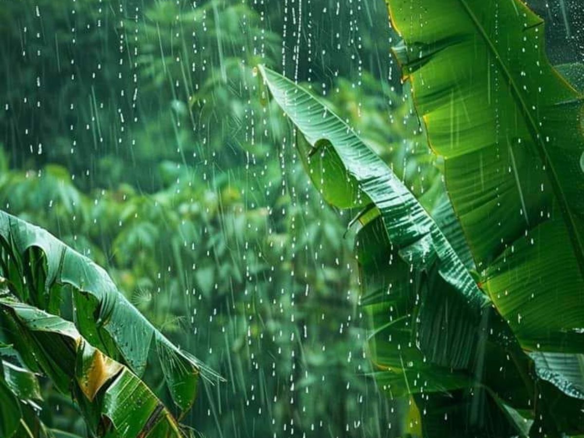 High Rainfall Dependence