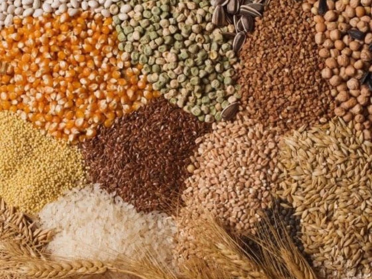 Major Contribution to India’s Food Grain Supply