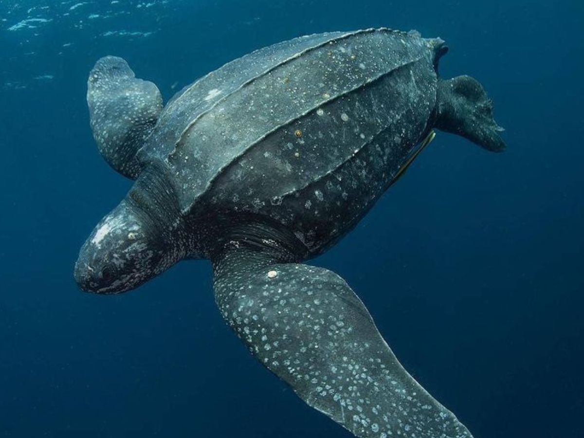 Leatherback Sea Turtle