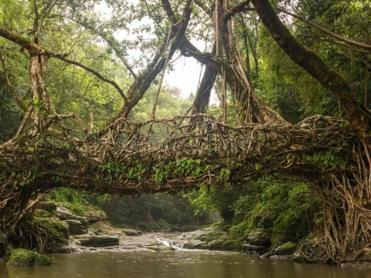 Living Root Bridges