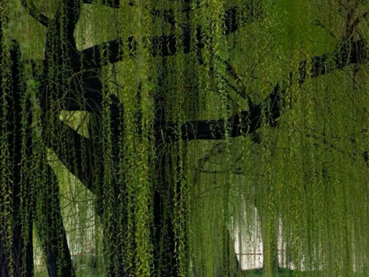 Major Economic Importance