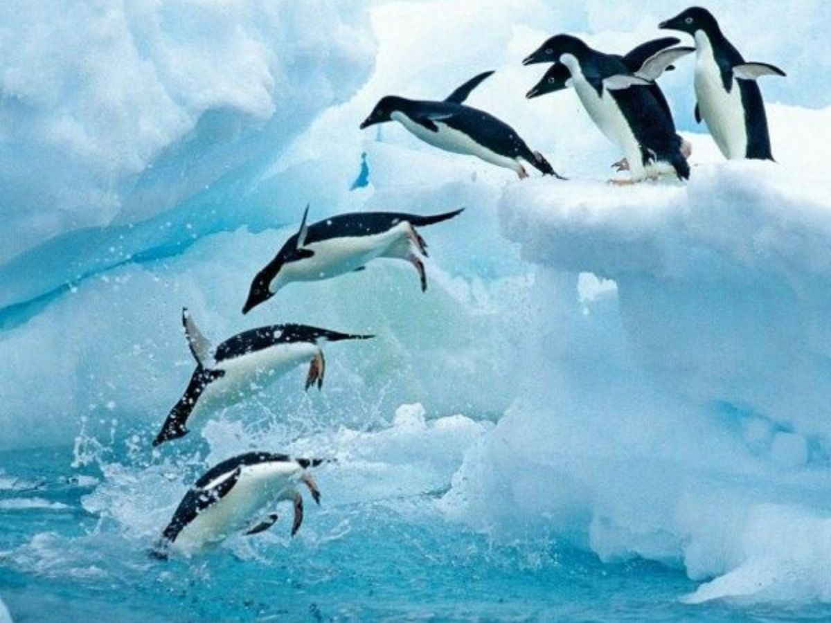 Penguins (Emperor Penguin)