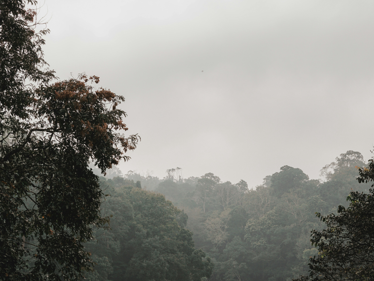 Periyar Wildlife Sanctuary, Kerala