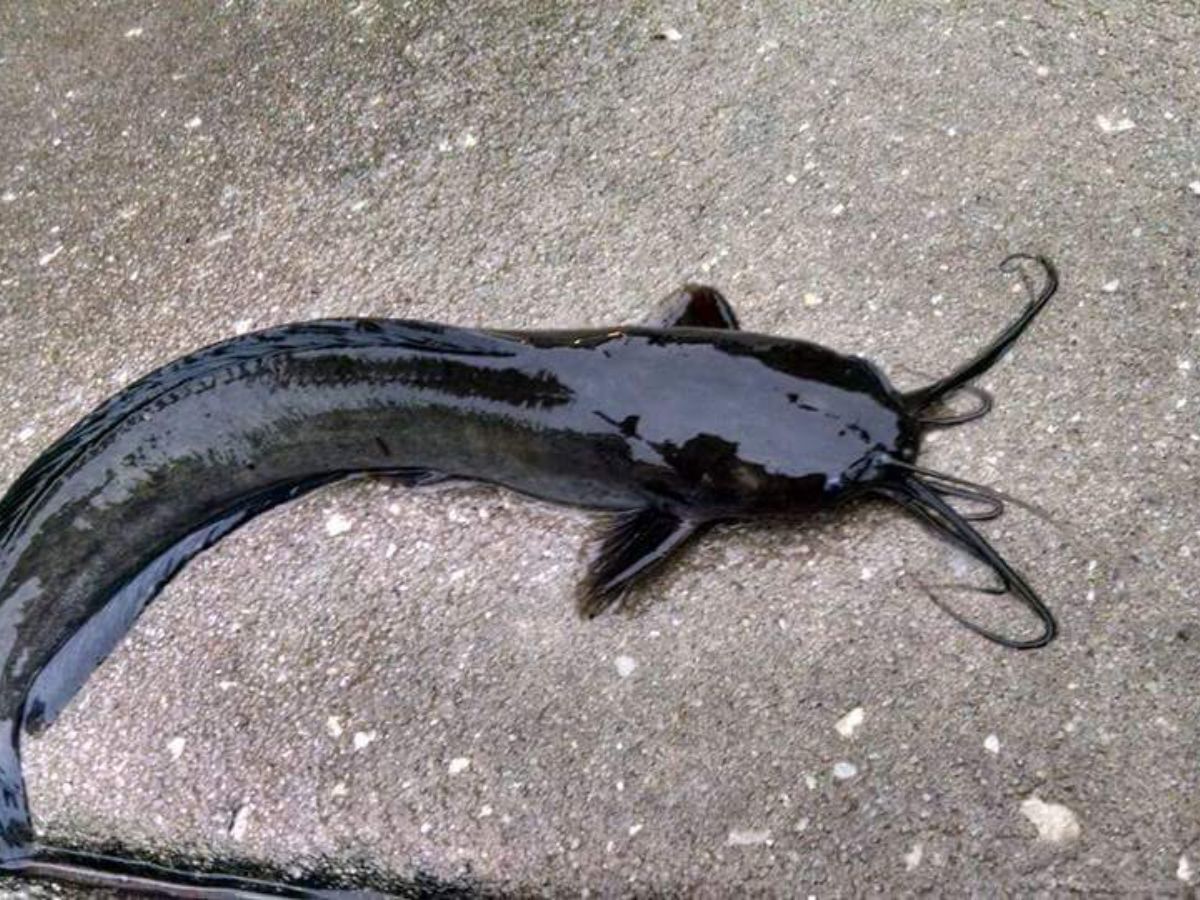 Walking Catfish