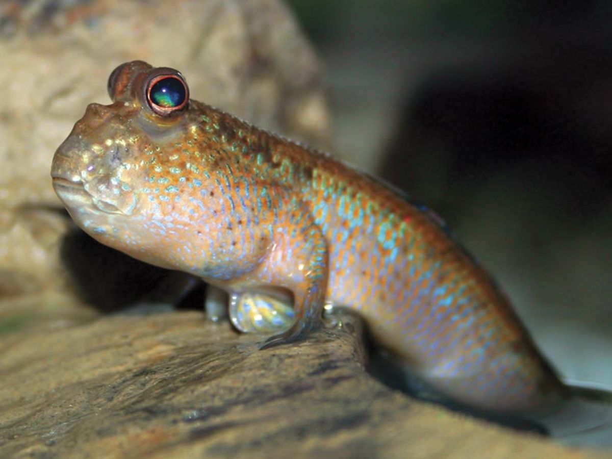 Mudskipper