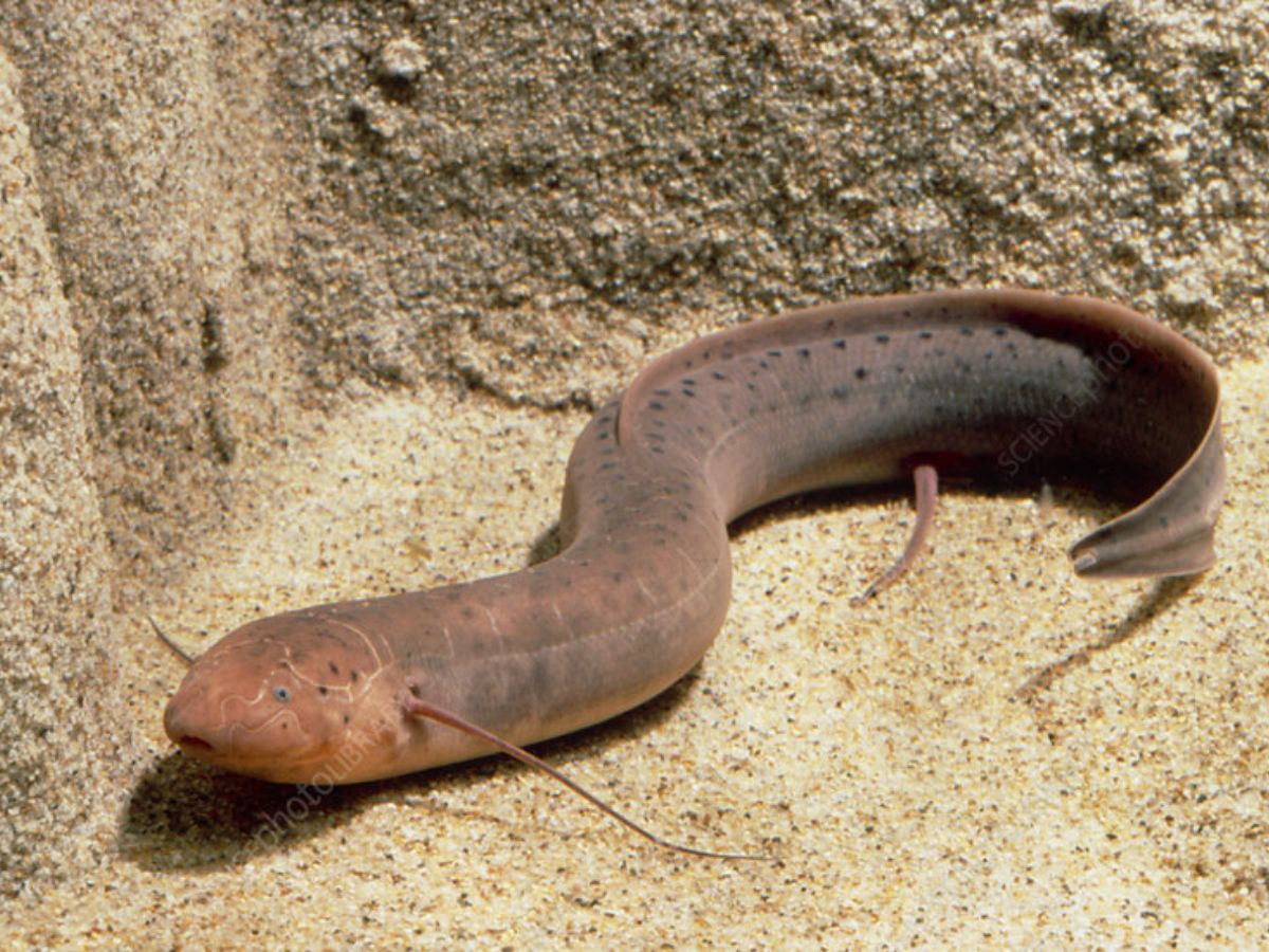 Lungfish