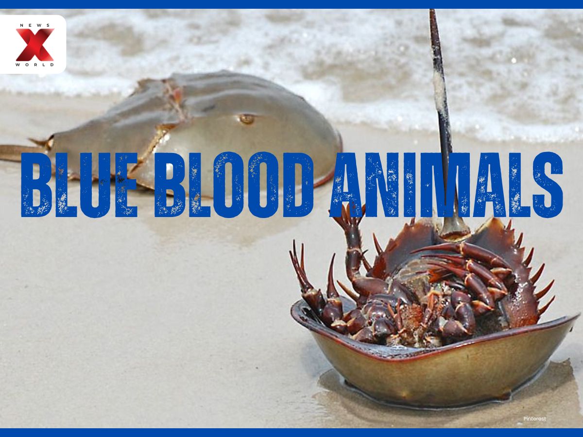 Horseshoe Crab