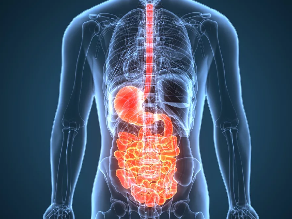 4. Supports Digestive Health