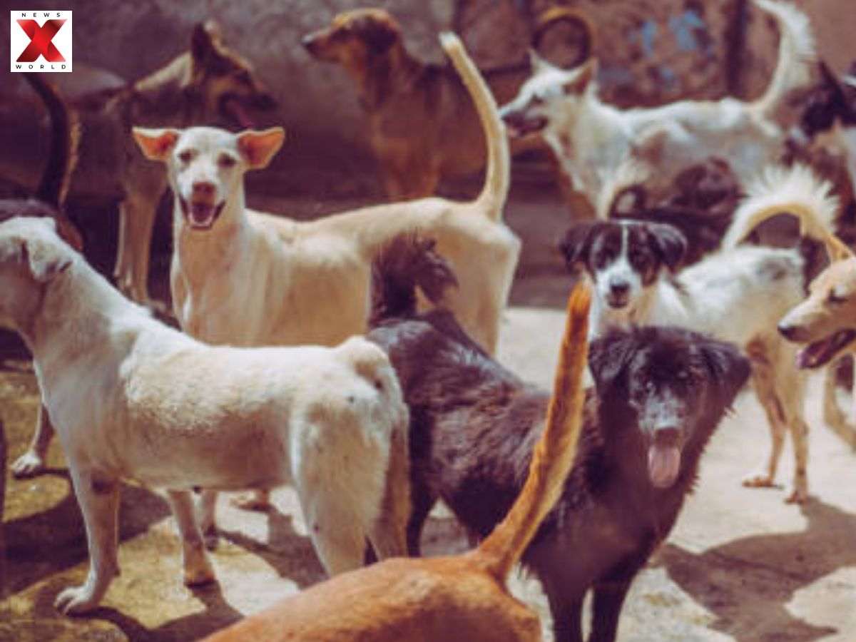 A Pack Of 'Stray Dogs' Protect Abandoned Baby Through Cold Night in Nabadwip