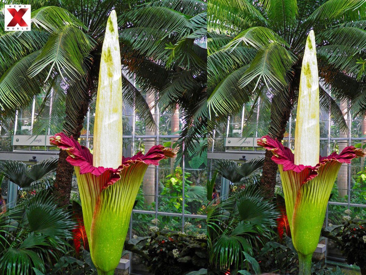 Rare & Short-Lived Bloom