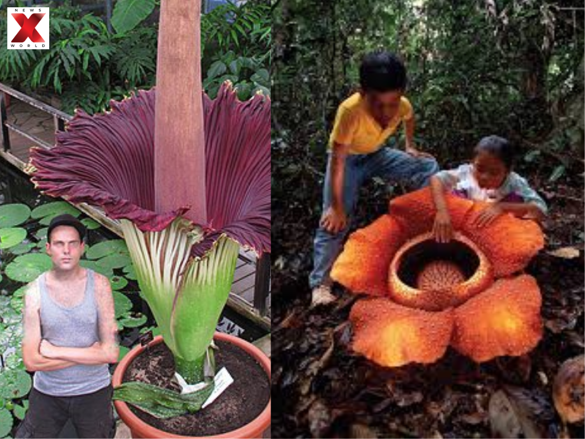 The Notorious “Corpse Flower” Smell