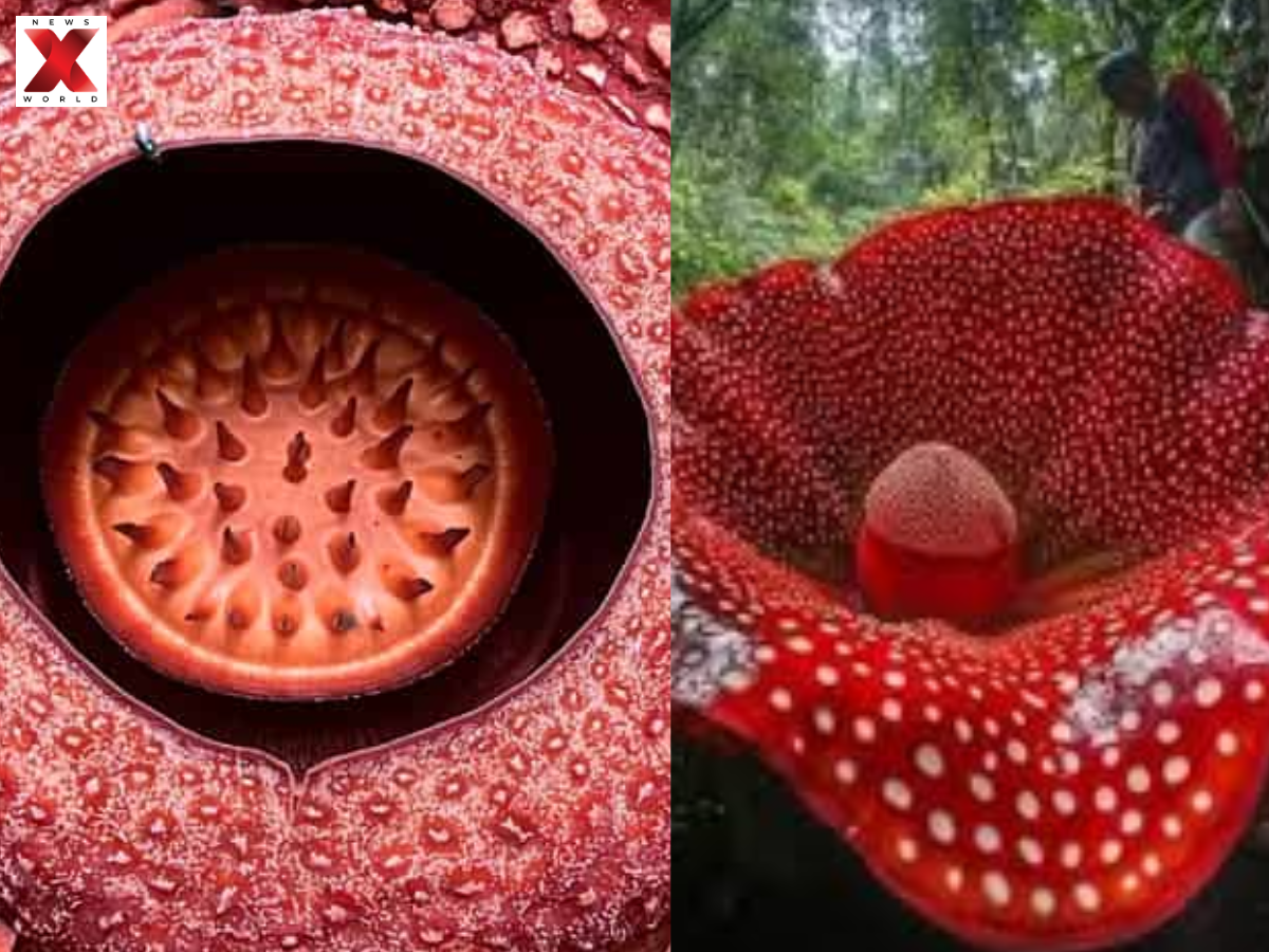 A Plant Without… Everything