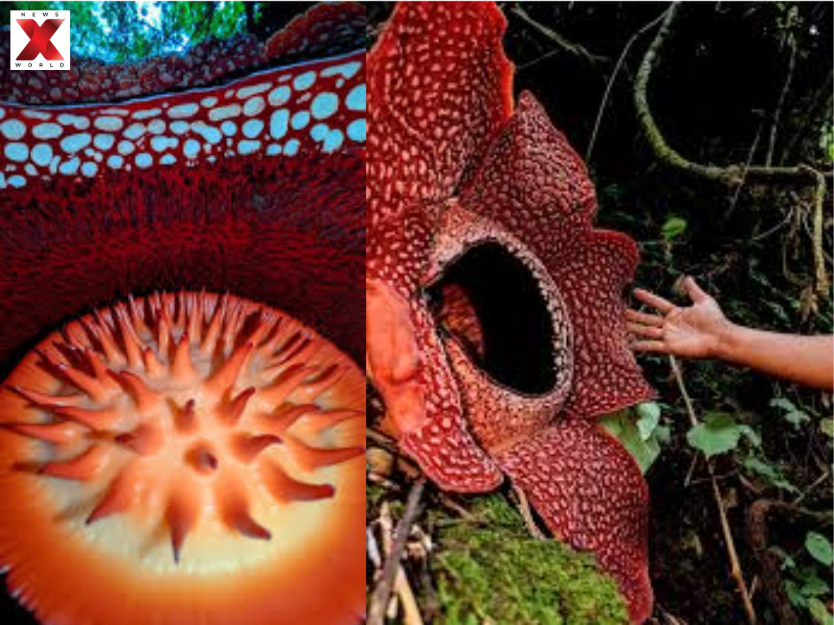 Endangered Jungle Native