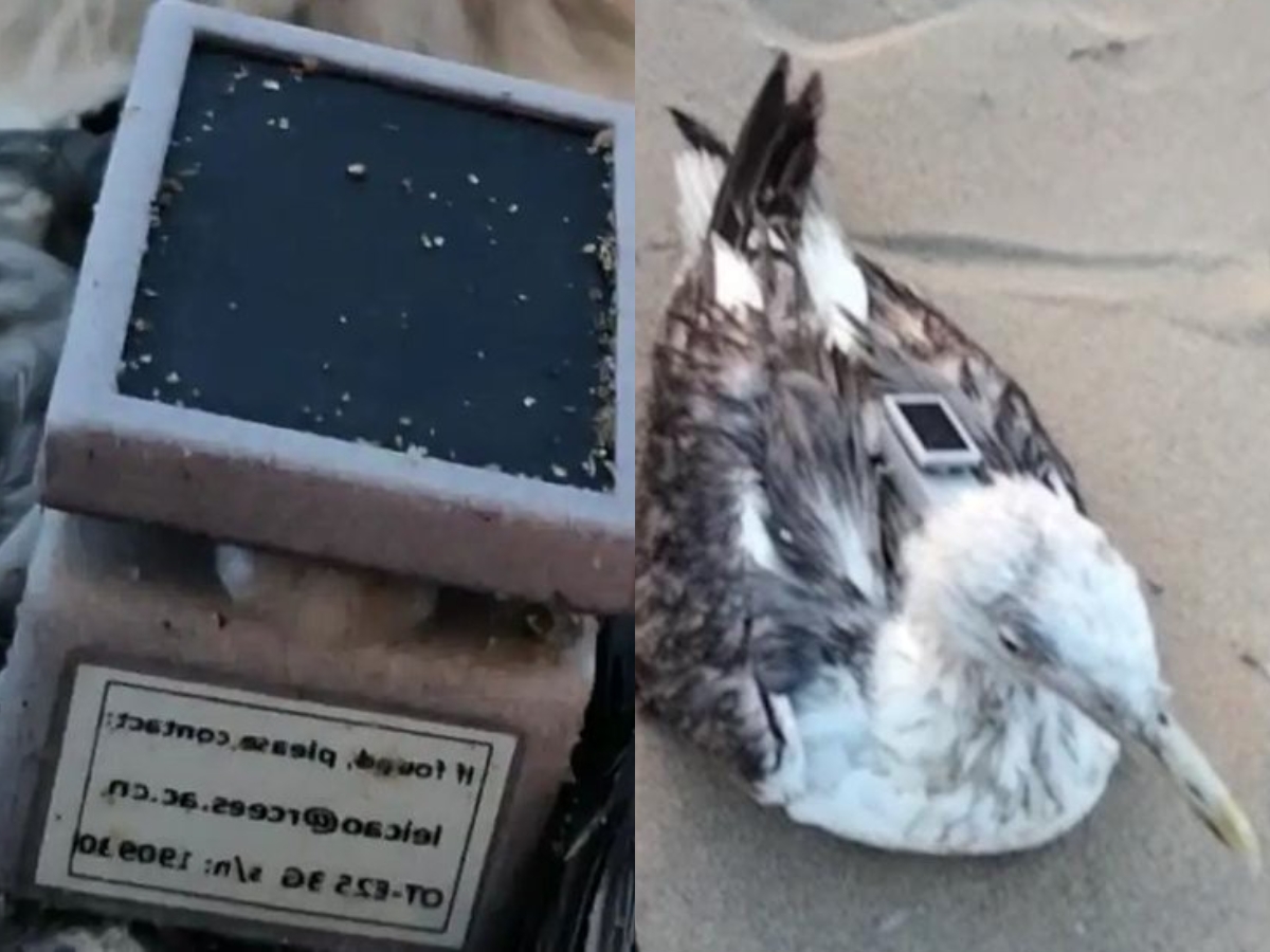 Chinese GPS tracker found on seagull near INS Kadamba in Karwar; authorities probe if research or security threat.