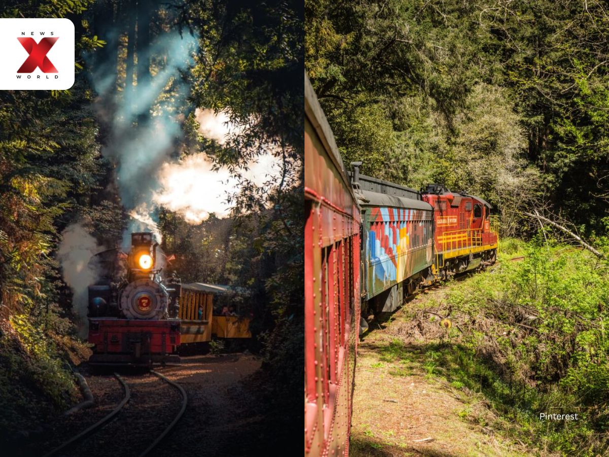 Skunk Train Redwood