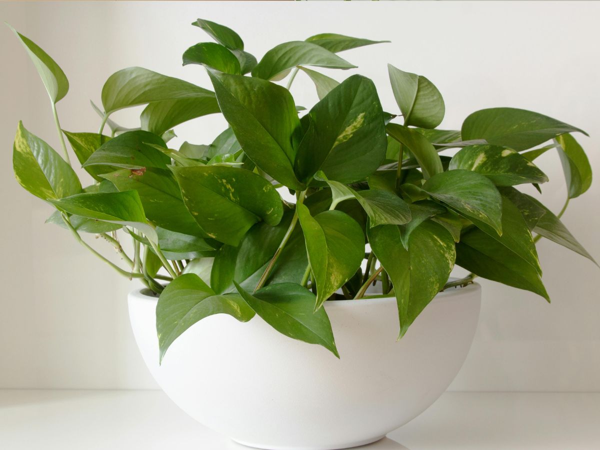 Money Plant (Pothos)