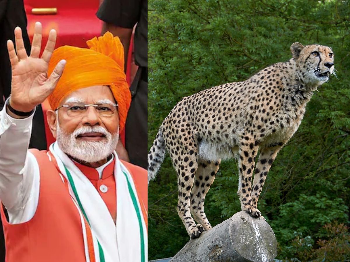International Cheetah Day 2025: PM Modi Commends Wildlife Lovers and Conservationists