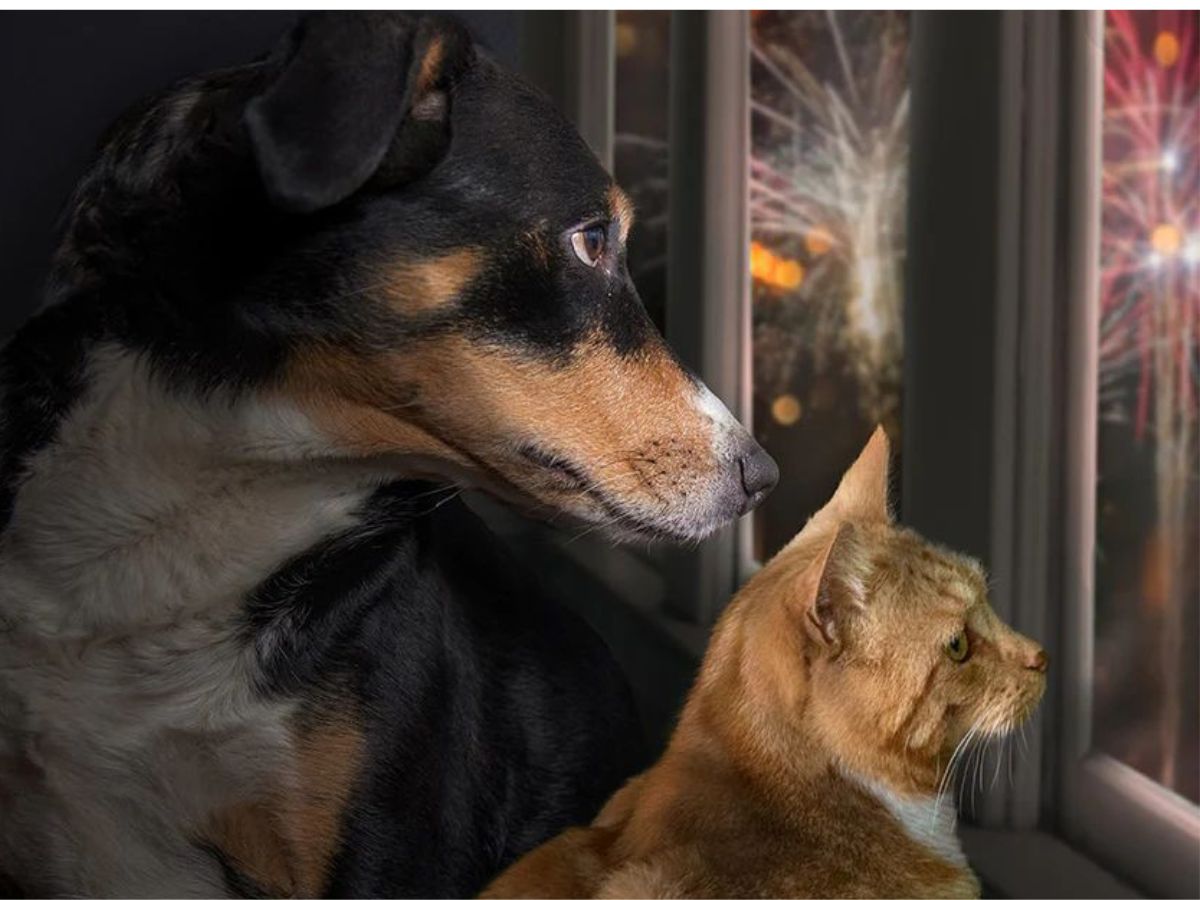 Safe Fireworks Alternatives