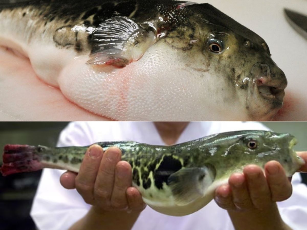 Fugu (Poisonous Pufferfish)