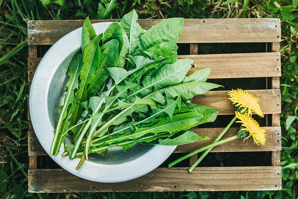Dandelion Greens