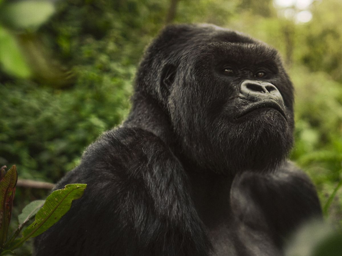 A Gorilla Story: Told by David Attenborough