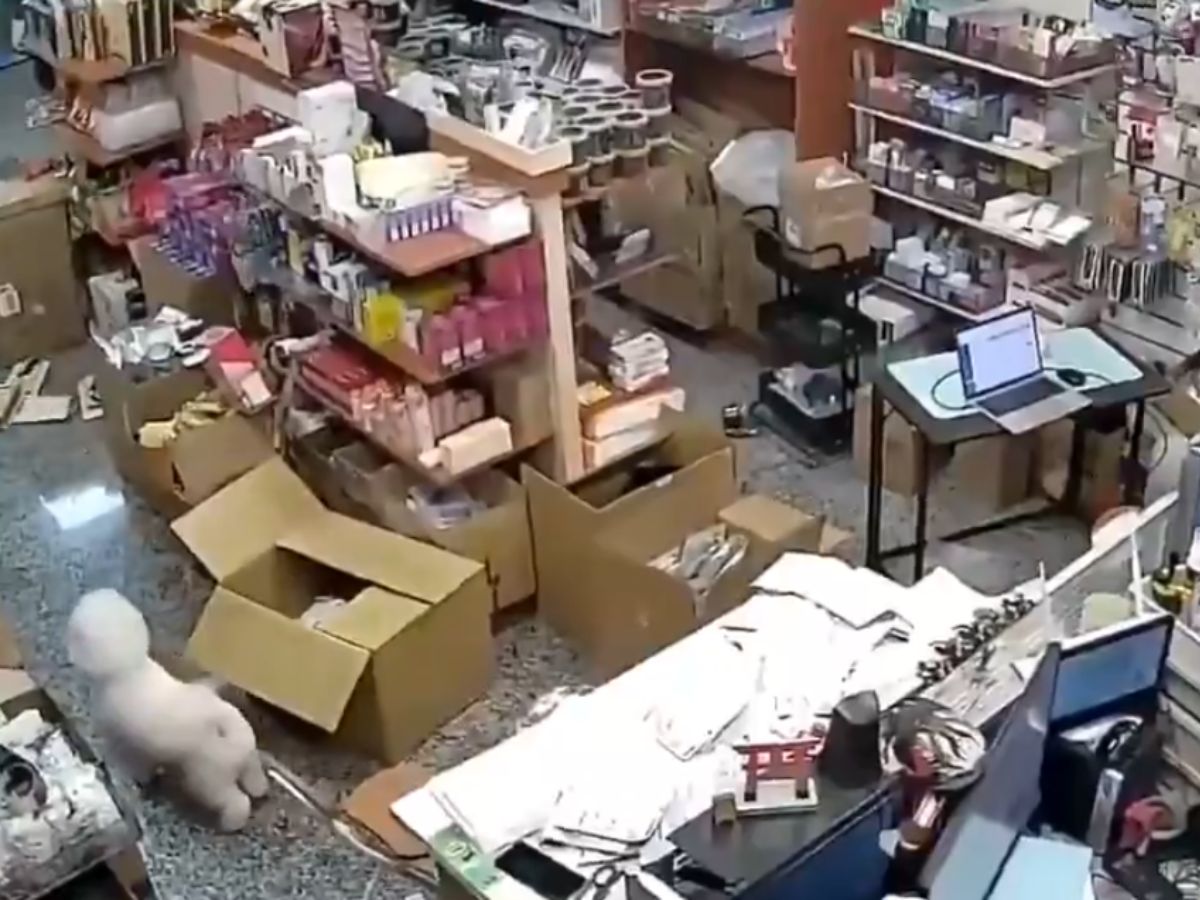 Earthquake Damage and Casualties