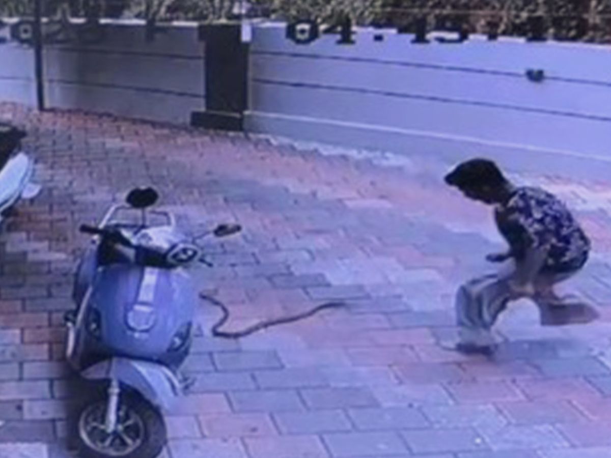 Watch: Snake Attack Scare Caught On Camera In Kerala’s Nadapuram, Student Narrowly Escapes Near Scooter In Shocking Viral Visual