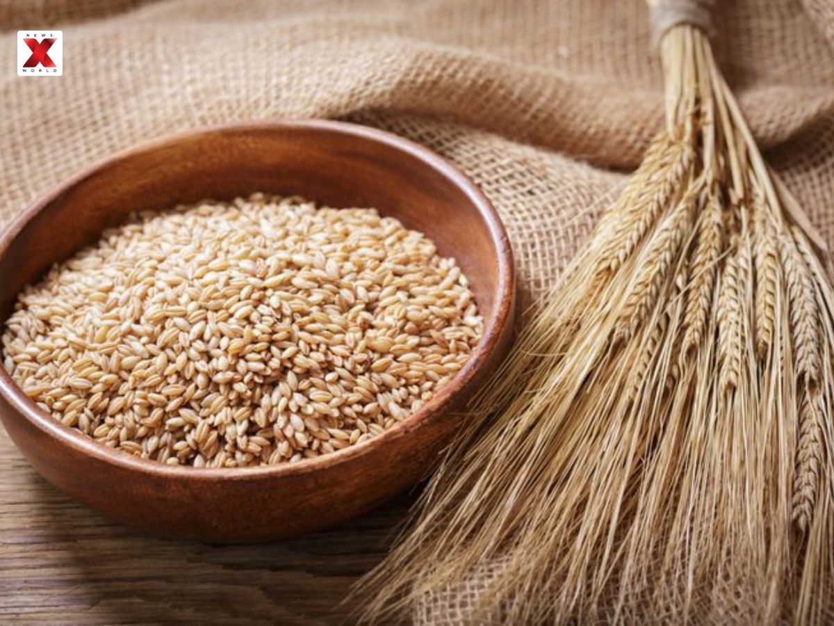 Barley (Jau)