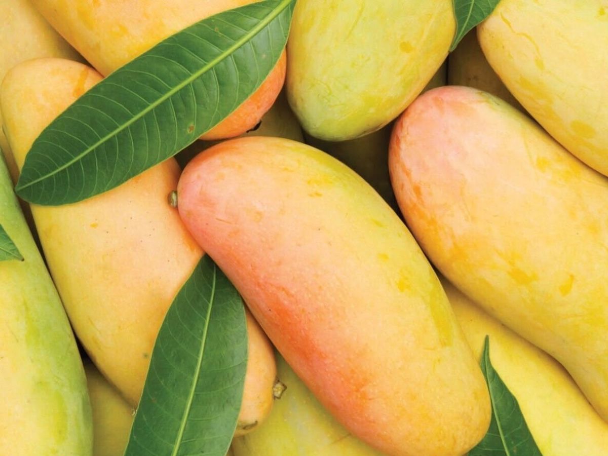 Mahachanok Mango (Thailand)