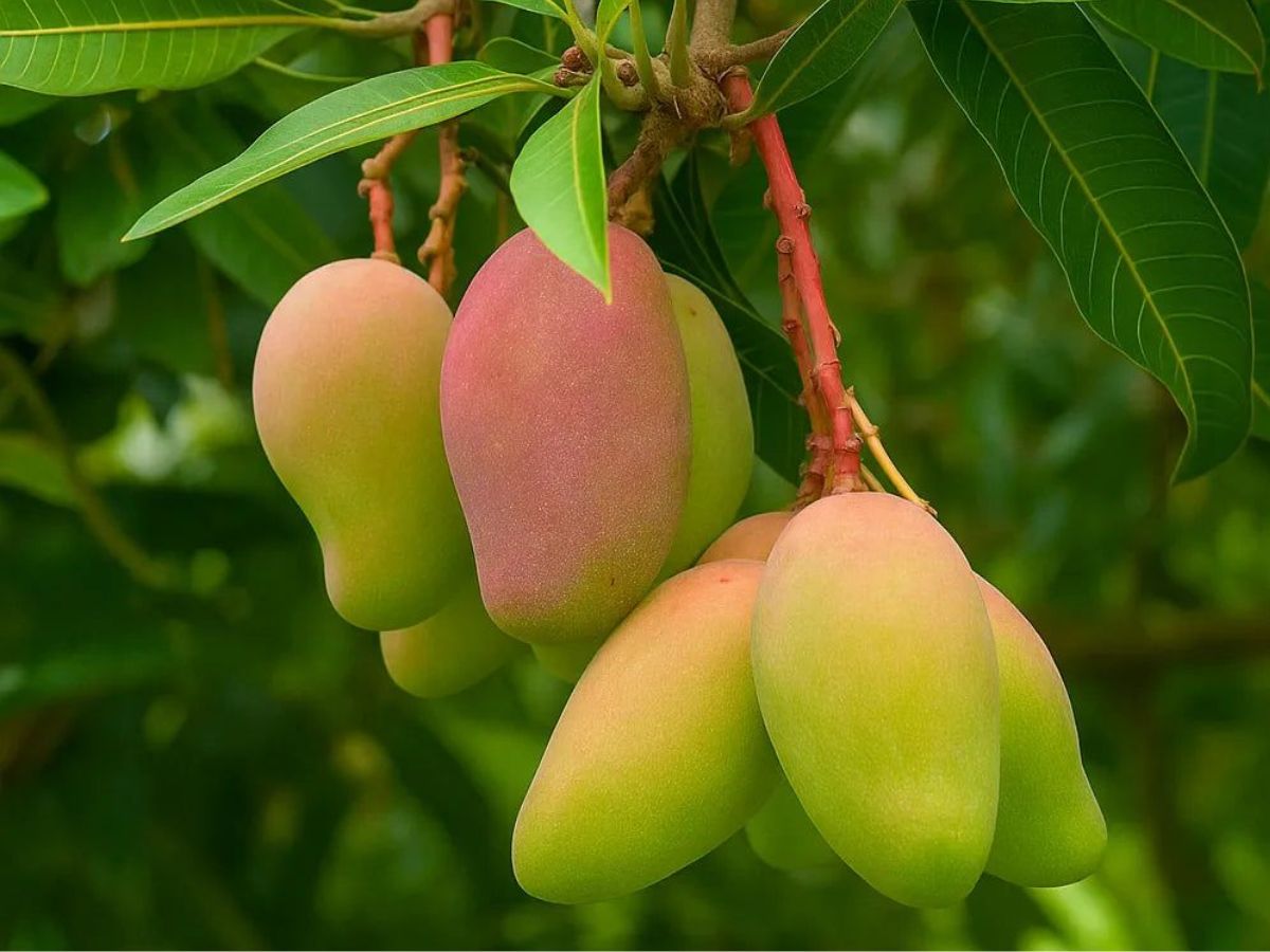 Carabao Mango (Philippines)